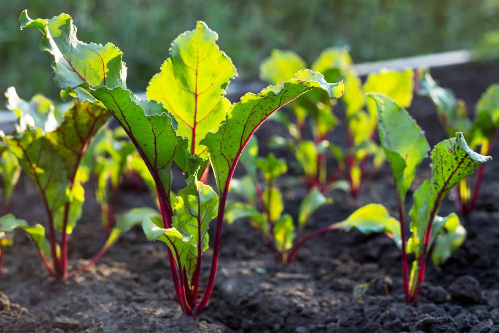How to grow beetroot Patch Plants